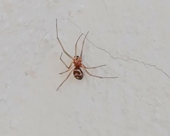 Steatoda