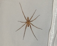 Kukulcania