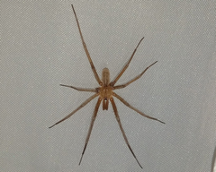 Kukulcania