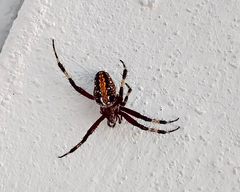 Neoscona oaxacensis