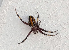 Neoscona oaxacensis