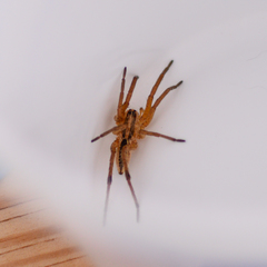 Lycosidae