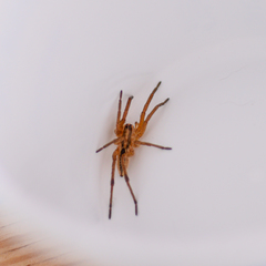 Lycosidae