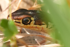Masticophis lateralis euryxanthus