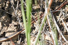 Masticophis lateralis euryxanthus