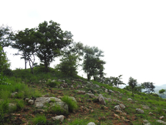 Dichrostachys cinerea