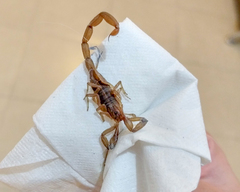 Centruroides