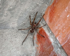 Lycosidae