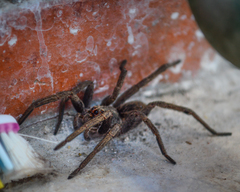 Lycosidae
