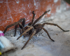 Lycosidae