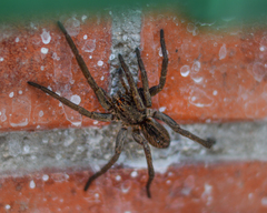 Lycosidae