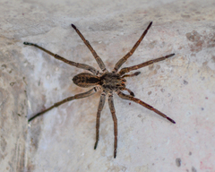Lycosidae