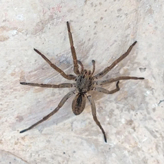 Lycosidae
