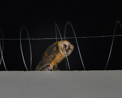 Tyto alba