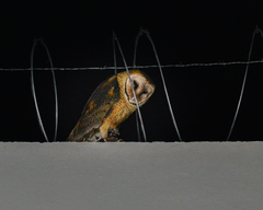 Tyto alba