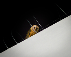 Tyto alba