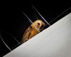 Tyto alba