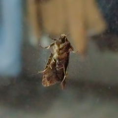 Lepidoptera