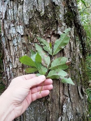 Carya myristiciformis