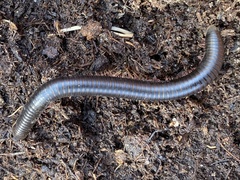 Pachyiulus oenologus