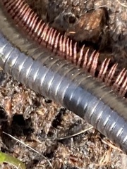 Pachyiulus oenologus