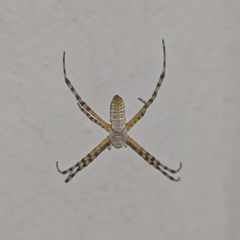 Argiope trifasciata