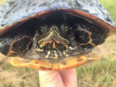 Pseudemys alabamensis