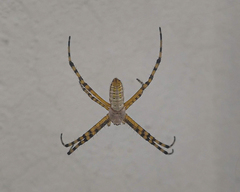 Argiope trifasciata