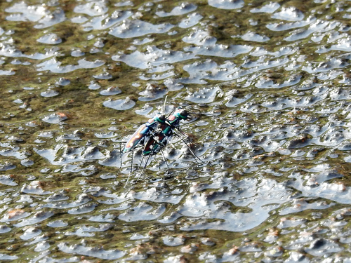 Crimson Tethys Tiger Beetle photo 2