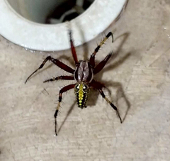 Neoscona oaxacensis
