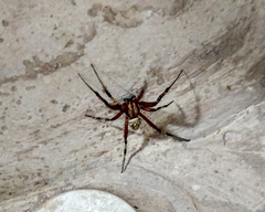 Neoscona oaxacensis