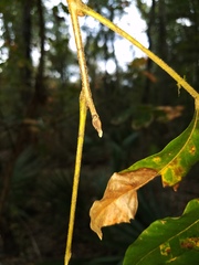 Carya myristiciformis