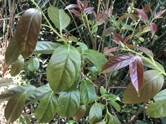 Diospyros morrisiana