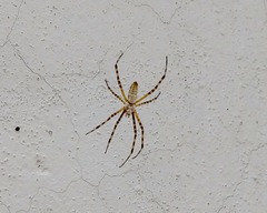 Argiope trifasciata