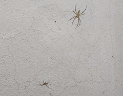 Argiope trifasciata