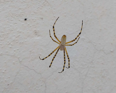 Argiope trifasciata