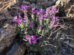 Boechera breweri breweri