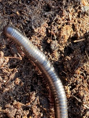 Pachyiulus oenologus