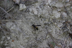 Ancistrocerus spinolae