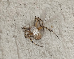 Argiope trifasciata