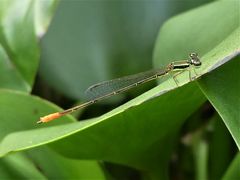 Agriocnemis exsudans
