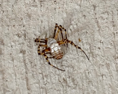 Argiope trifasciata