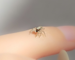 Menemerus bivittatus