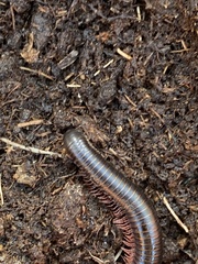 Pachyiulus oenologus