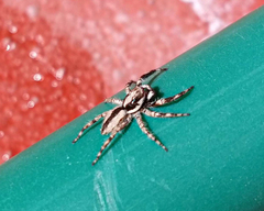 Menemerus bivittatus
