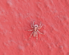 Menemerus bivittatus