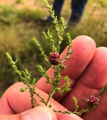 Maireana microphylla