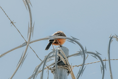 Campylorhynchus brunneicapillus