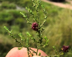 Maireana microphylla