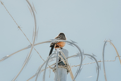 Campylorhynchus brunneicapillus